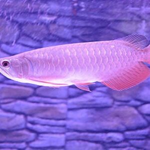 banjar red arowana for sale