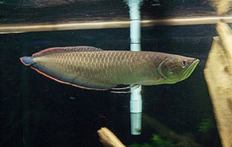 Black Arowana Fish | Buy Osteoglossum ferreirai | Black Arowana For Sale