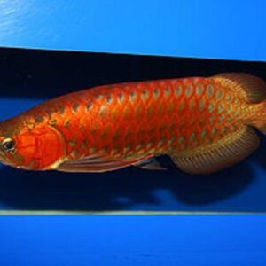 mike red arowana