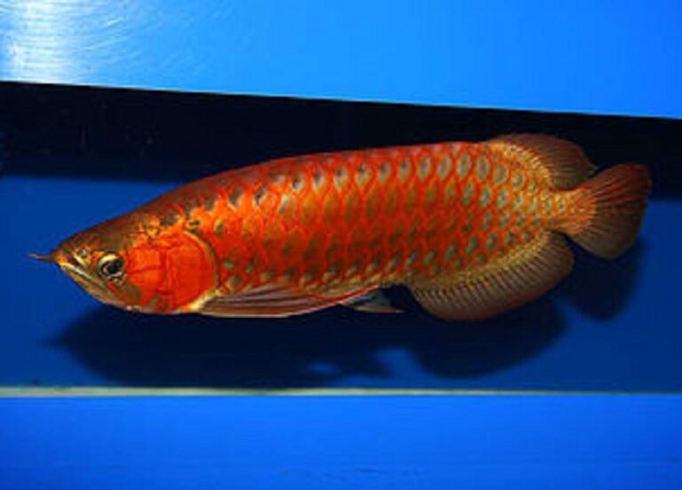  chili red arowana  AROWANA  SALE