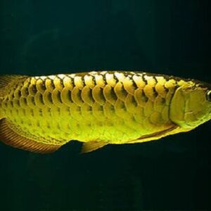 pearl arowana for sale