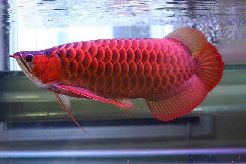 Get the best price on Red arowana for sale with 100% delivery guaranteed